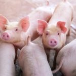 Pigs