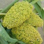 IMG-20240124-WA0033