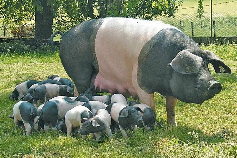 csm_Schwaebisch-Haellisches-Schwein-800_5570141c2a